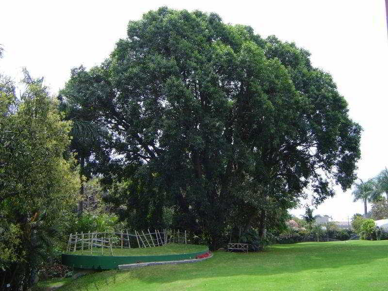 קוארנבאקאבה Hotel Jacarandas מראה חיצוני תמונה